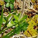 Androsace chamaejasme Leaf