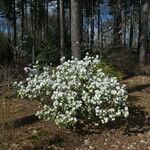 Rhododendron dauricum Habit