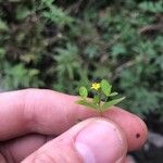 Hypericum mutilum Квітка