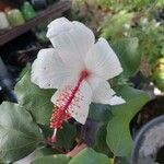 Hibiscus waimeae 花