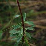 Euphorbia biumbellata List
