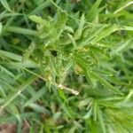 Senecio madagascariensis Leaf
