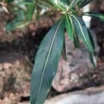 Barleria lupulina Feuille