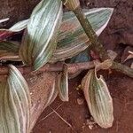 Tradescantia cerinthoides Yeri