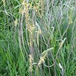 Plantago maritimaBlomma