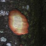 Cyrtogonone argentea Rinde