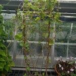 Anredera cordifolia Агульны выгляд