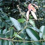 Cinnamomum zeylanicum ഇല