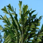 Caryota urens Leaf