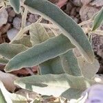 Solanum elaeagnifolium Leaf