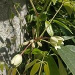 Holboellia latifolia फूल