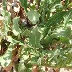 Hesperis laciniata 葉