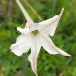 Nicotiana longiflora Кветка
