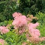 Filipendula rubra Flower