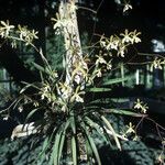 Encyclia tampensis Hábito