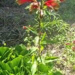 Alstroemeria psittacina Blüte