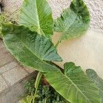 Alocasia macrorrhizos Blatt