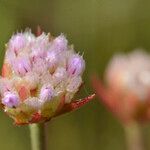 Armeria canescens Flower