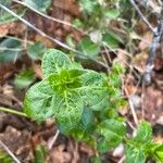 Mitchella repens Leaf