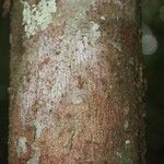 Aniba parviflora Кора