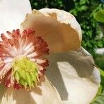 Magnolia sieboldii Цвят