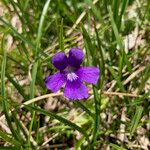 Pinguicula grandiflora Fula