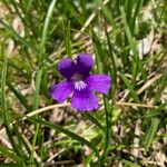 Pinguicula grandiflora Flor