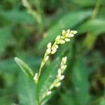 Persicaria hydropiper Цвят