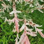 Salix integra Leaf