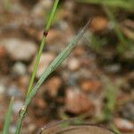 Chloris virgata Casca