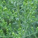 Symphyotrichum lateriflorum Leaf