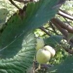 Aria edulis Leaf