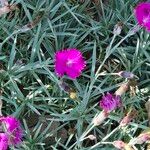 Dianthus gratianopolitanus फूल