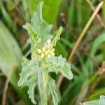 Sisymbrium officinale പുഷ്പം