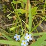 Myosotis laxa 葉