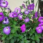 Petunia × atkinsiana Цвят