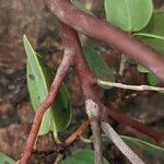 Arctostaphylos parryana 樹皮