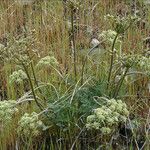 Lomatium dasycarpum Цвят