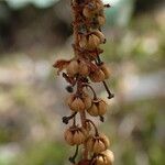 Orthilia secunda Fruit