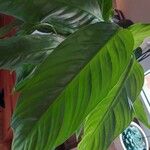 Spathiphyllum wallisiiপাতা