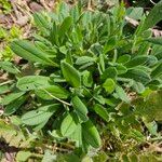 Myosotis ramosissima Feuille