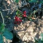 Smilax aspera Fruit