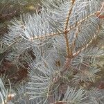 Abies concolor Hoja