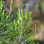 Erica arborescens Leaf