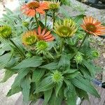 Echinacea purpureaপাতা