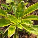 Gynura procumbens Folha