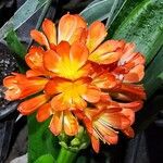 Clivia miniataFlor