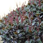 Cunonia rotundifolia Elinympäristö