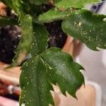 Schlumbergera kautskyi Leaf