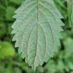 Hydrangea hirta Blatt